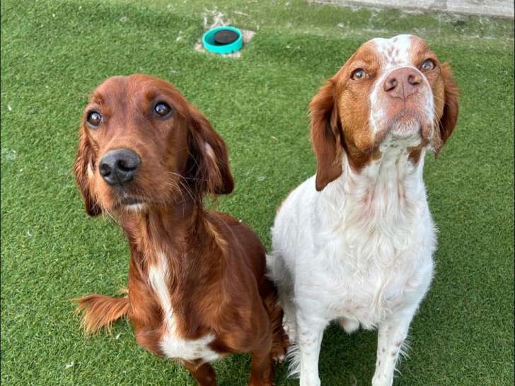 Dogs & Compagnie
