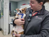 Pembroke Animal Hospital