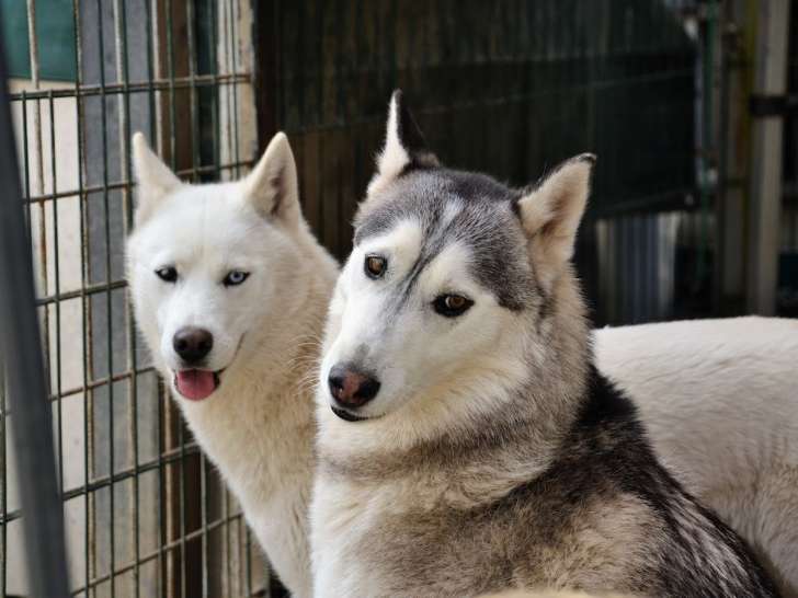 SOS Chiens Polaires