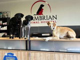 Cambrian Animal Hospital