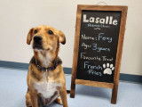 Lasalle Animal Clinic