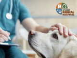 Springer Animal Hospital