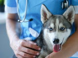 Algonquin Animal Hospital