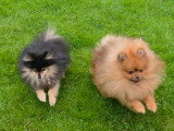 Les Pom's Bully d'Amour