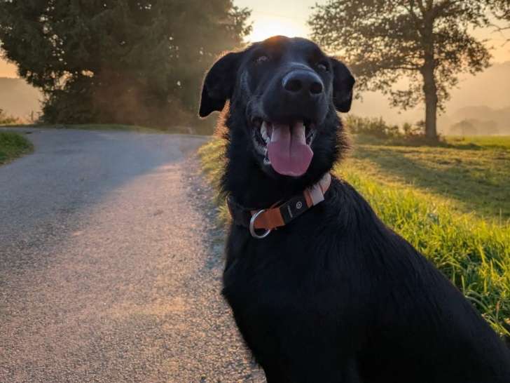 Babines et Pattounes