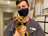 Westboro Animal Hospital