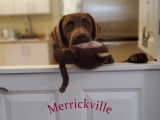 Merrickville Vet Service