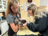 Limestone City Animal Hospital