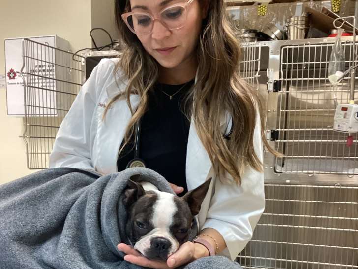 Downtown Animal Hospital