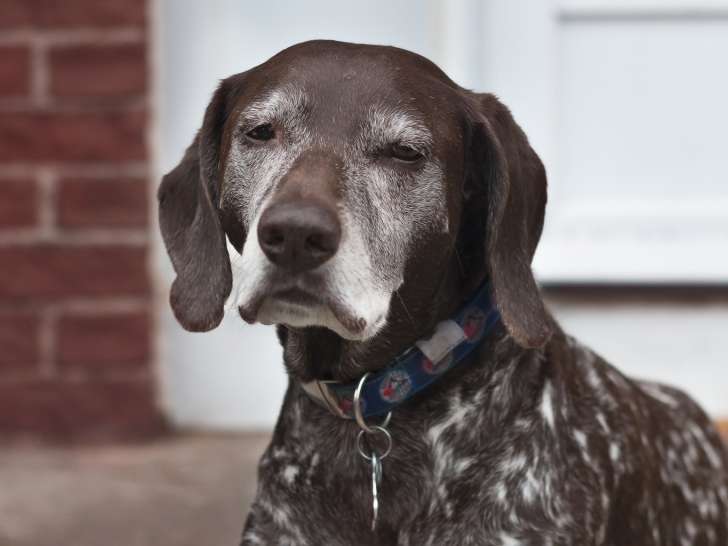 Cataraqui Pet Hospital