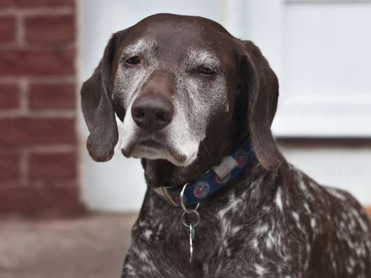 Amherstview Pet Hospital