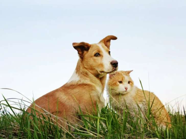 Williamstown Veterinary Services
