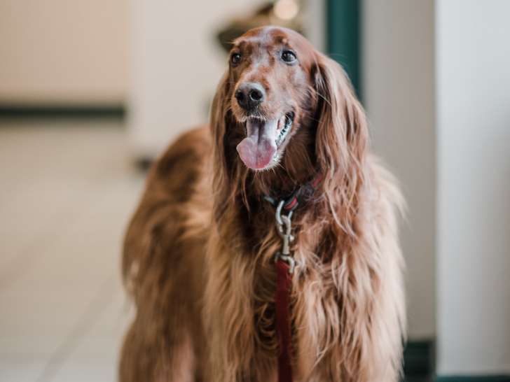 MacCormick Veterinary Services