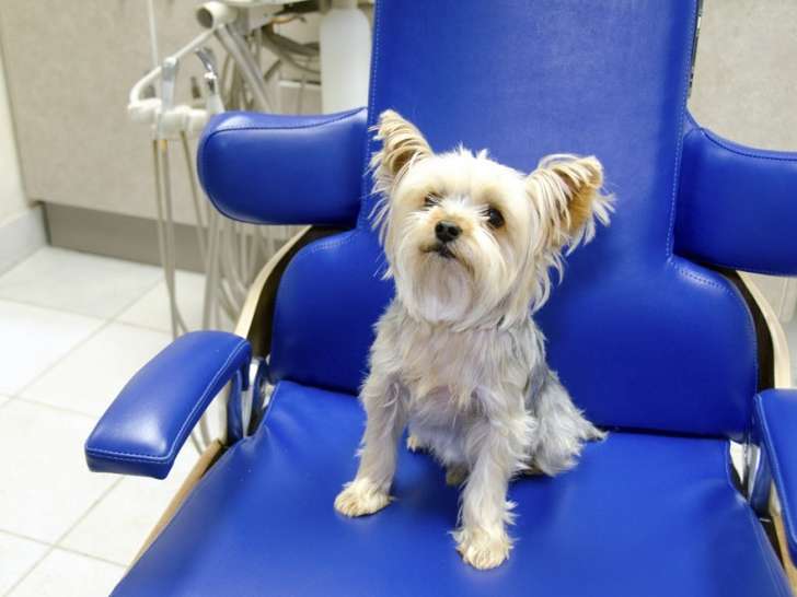 Fairfield Pet Hospital