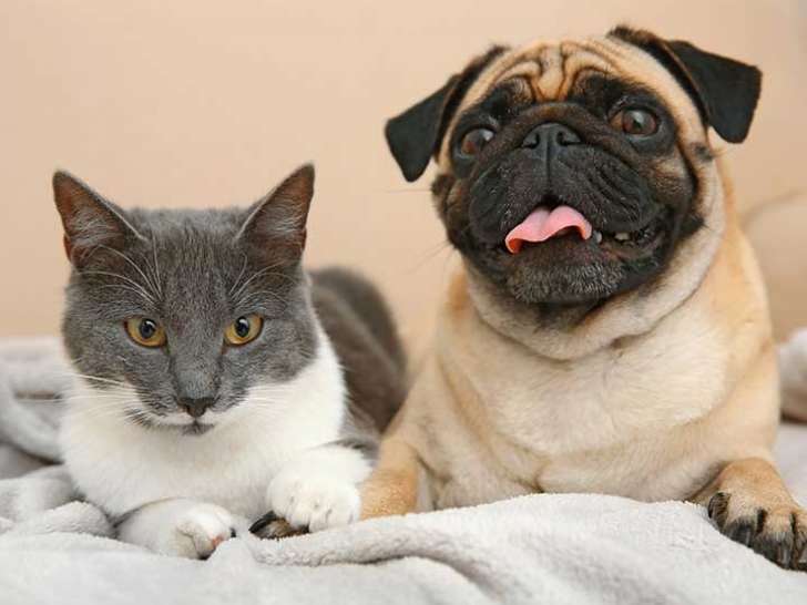 Mississippi Mills Animal Hospital