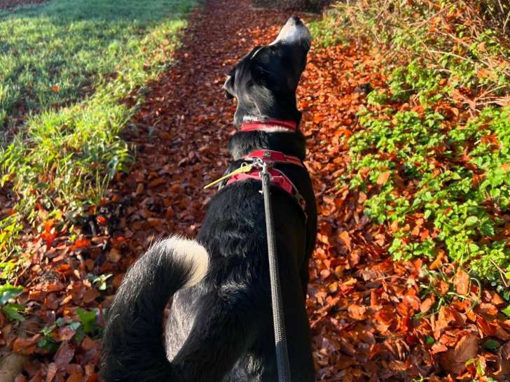 Fun Dog Garderie