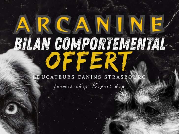 educateur canin strasbourg