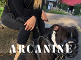 séance d'education canine a rive etoile ugc ciné cité