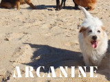 balade canine sur plage artificiel alsace