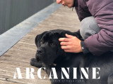 seance deducation canine chiot dans le 67
