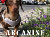 seance d'éducation canine teckel petite race centre ville strasbourg