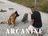 seance collectives d'education canine en alsace