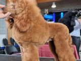 Gold Phantom Poodles