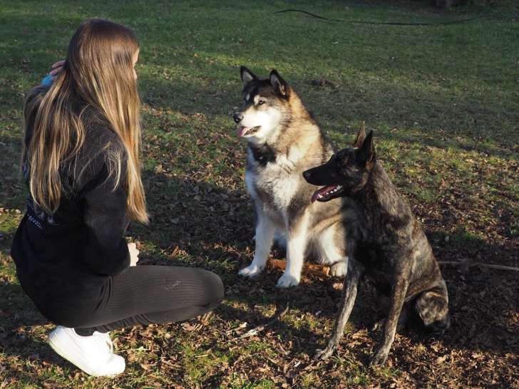 L’Illo Chiens