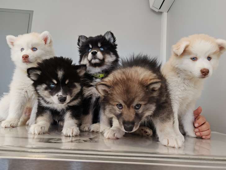 Chiots nés de Urya et Sky
