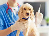 Gardiners Road Animal Hospital