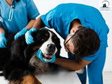 Gardiners Road Animal Hospital