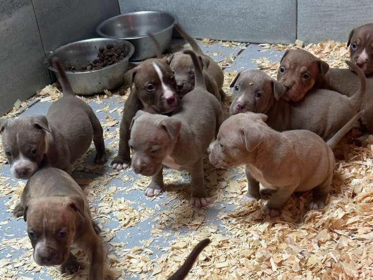 Big Team Bully’s