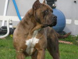 Big Team Bully’s