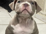 Big Team Bully’s