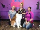 Brenda’s Academy of Professional Dog Grooming