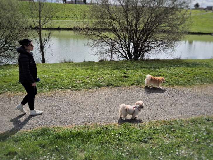 Balade quotidienne avec mes chiens