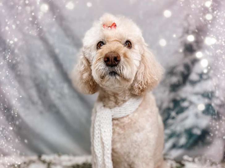 My Diva Dog