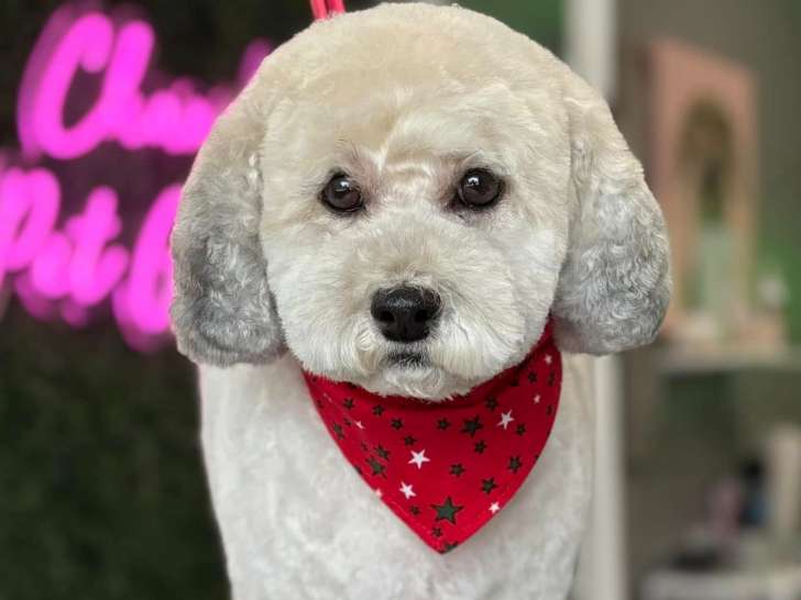 Chanel's Pet Grooming