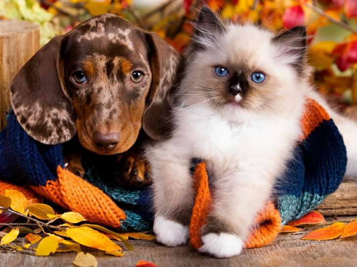 Ren’s Pets