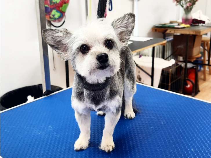 Your Pet Palace