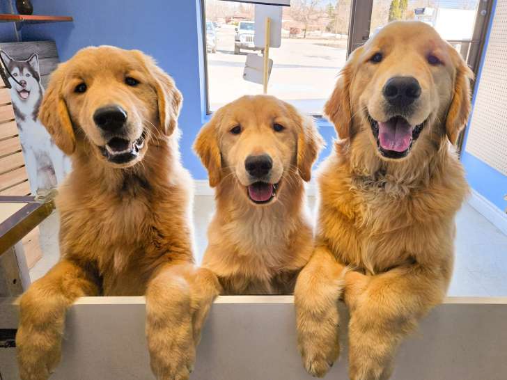 Canine Attitude