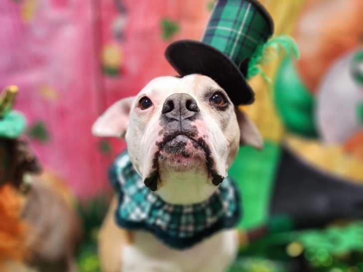 Whozagooddog