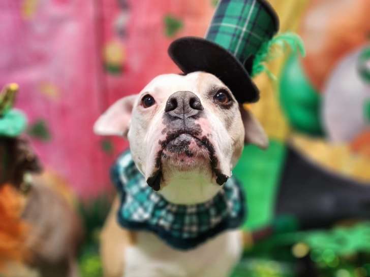 Whozagooddog