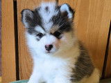 Pomsky France Nord