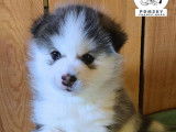 Pomsky France Nord