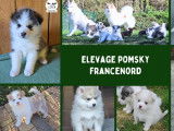 Pomsky France Nord
