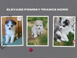 Pomsky France Nord