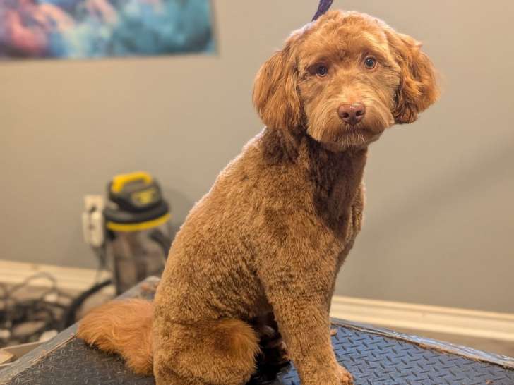 Karen's Home Pet Grooming