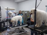 Barks and Baths Dog Grooming