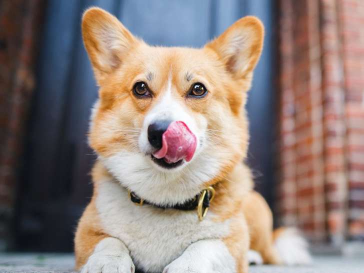 Pet Valu
